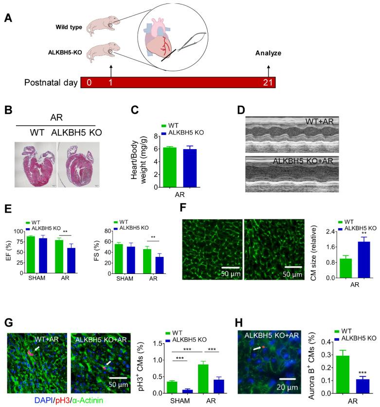 https://cdn.ncbi.nlm.nih.gov/pmc/blobs/97cf/7806463/594d3c4b128c/thnov11p3000g004.jpg