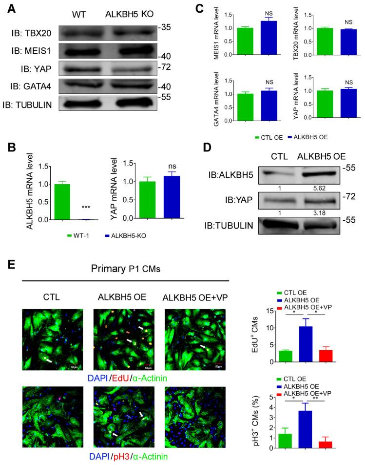 https://cdn.ncbi.nlm.nih.gov/pmc/blobs/97cf/7806463/61a703211da3/thnov11p3000g007.jpg