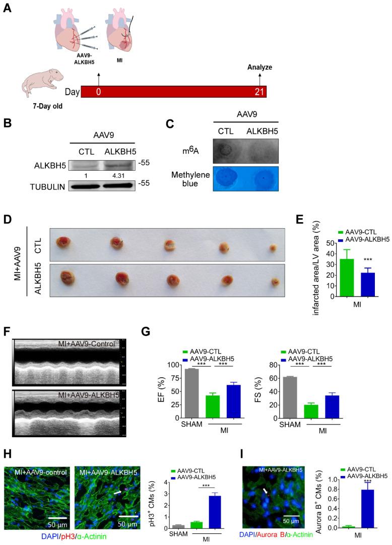https://cdn.ncbi.nlm.nih.gov/pmc/blobs/97cf/7806463/c7ebefbe79f5/thnov11p3000g005.jpg