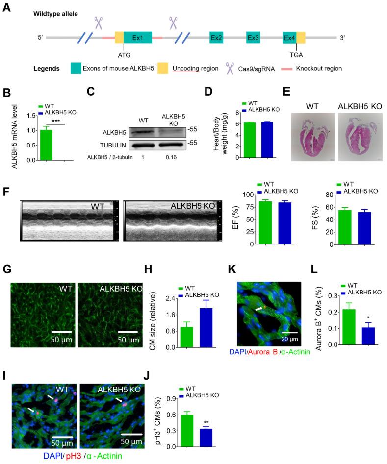 https://cdn.ncbi.nlm.nih.gov/pmc/blobs/97cf/7806463/d99311599a6f/thnov11p3000g003.jpg