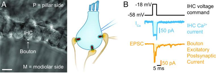 https://cdn.ncbi.nlm.nih.gov/pmc/blobs/97d0/10710057/6500ee157244/pnas.2311539120fig01.jpg