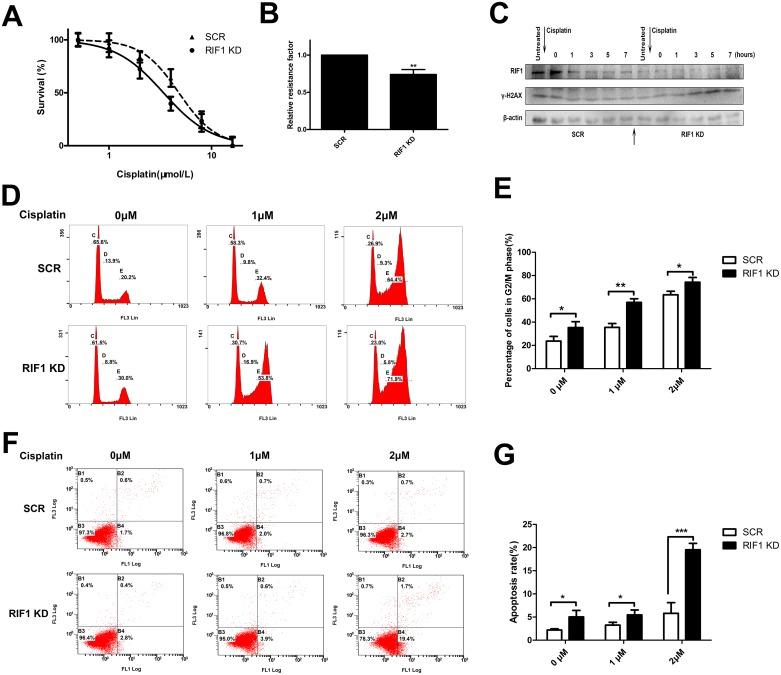 https://cdn.ncbi.nlm.nih.gov/pmc/blobs/97d3/5739795/e2e13a8c5dd3/oncotarget-08-107044-g005.jpg