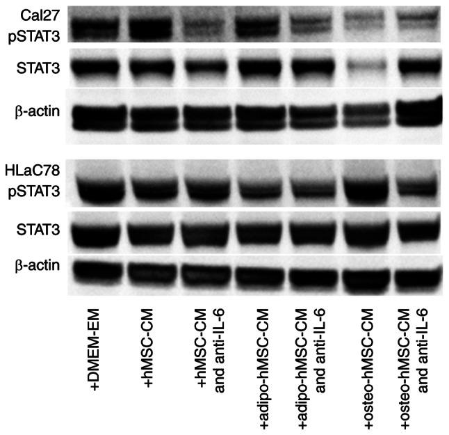 https://cdn.ncbi.nlm.nih.gov/pmc/blobs/97d8/9647781/5f23e8e38a05/ol-24-06-13570-g07.jpg
