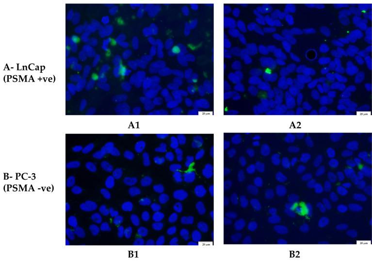 https://cdn.ncbi.nlm.nih.gov/pmc/blobs/97e1/10136298/f2f640d1f752/biomedicines-11-01201-g009.jpg