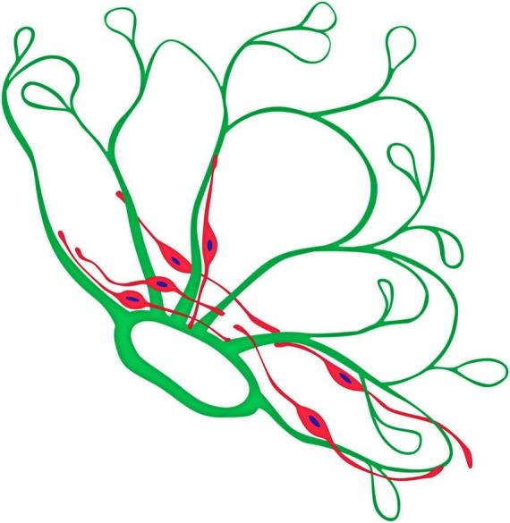 https://cdn.ncbi.nlm.nih.gov/pmc/blobs/97e1/12055846/4881e901c887/fncel-19-1571596-g011.jpg