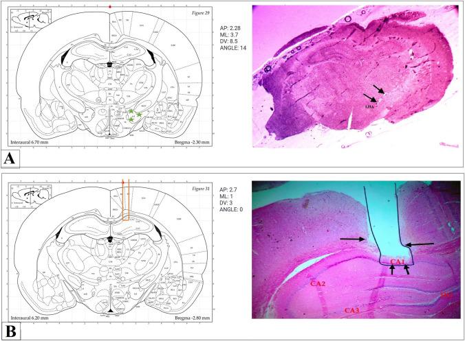 https://cdn.ncbi.nlm.nih.gov/pmc/blobs/97e4/11825635/2fd7f480b92e/424_2024_3059_Fig2_HTML.jpg