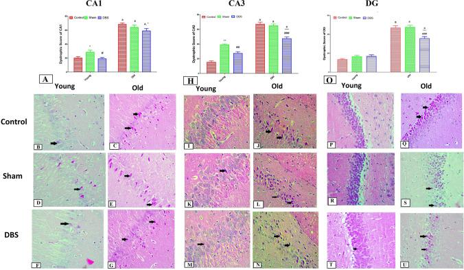 https://cdn.ncbi.nlm.nih.gov/pmc/blobs/97e4/11825635/609958d4609c/424_2024_3059_Fig5_HTML.jpg