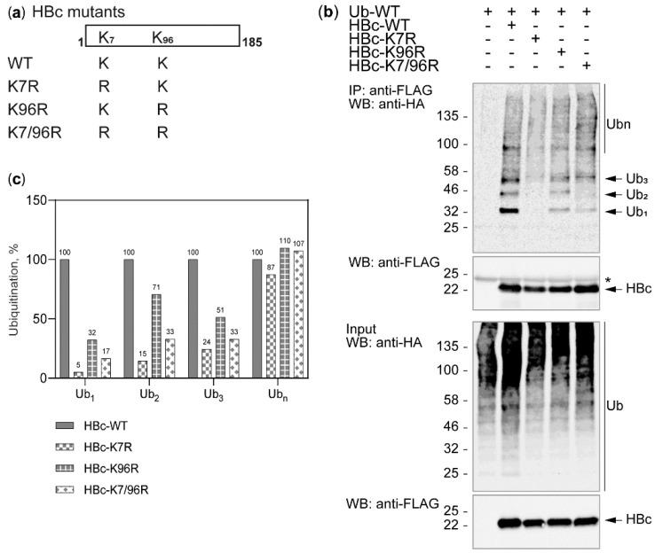 https://cdn.ncbi.nlm.nih.gov/pmc/blobs/97e4/7760836/33a4a4b0f7f6/cells-09-02547-g003.jpg