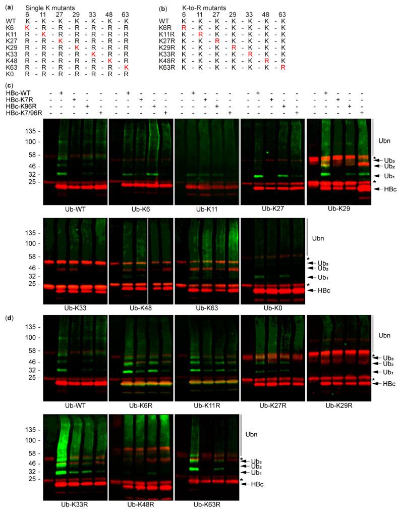 https://cdn.ncbi.nlm.nih.gov/pmc/blobs/97e4/7760836/ae09d8e2d1f0/cells-09-02547-g005.jpg