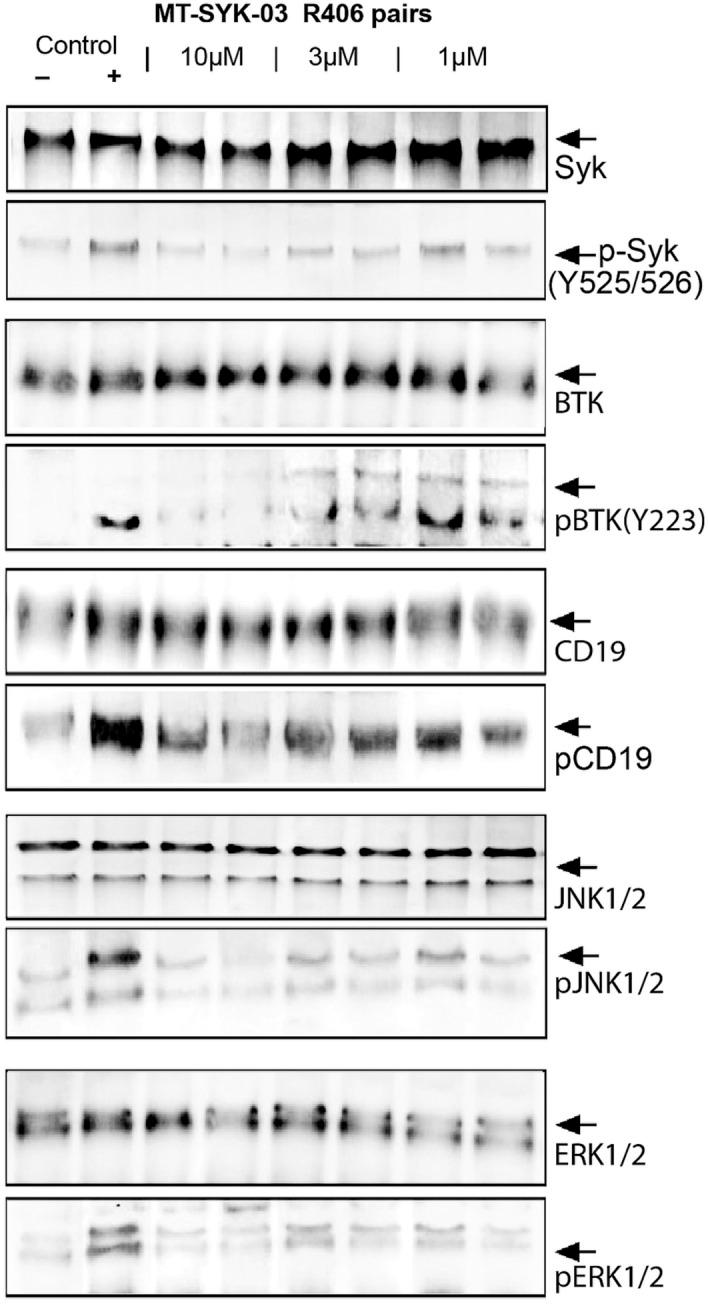 https://cdn.ncbi.nlm.nih.gov/pmc/blobs/97e4/8632988/88569eefc848/41598_2021_2568_Fig3_HTML.jpg