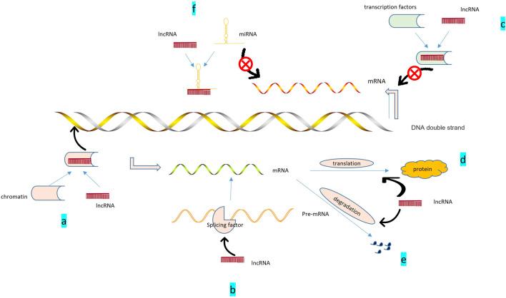 https://cdn.ncbi.nlm.nih.gov/pmc/blobs/97e6/8714905/cf8d4f71e6e5/fcell-09-774370-g002.jpg