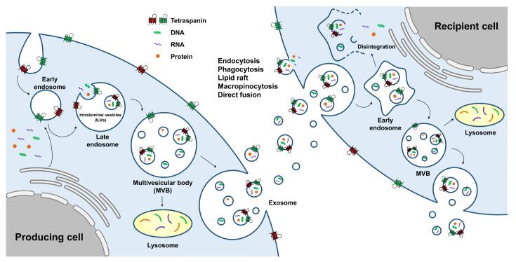 https://cdn.ncbi.nlm.nih.gov/pmc/blobs/97ec/11648496/2b4662af0d1c/evcna-2-1-3.fig.1.jpg