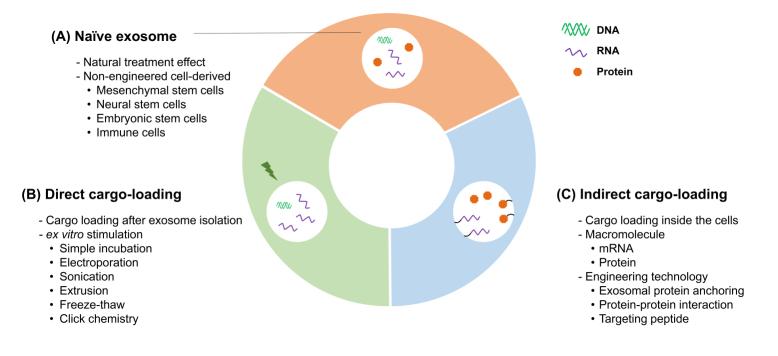 https://cdn.ncbi.nlm.nih.gov/pmc/blobs/97ec/11648496/af2c091ec0e5/evcna-2-1-3.fig.2.jpg
