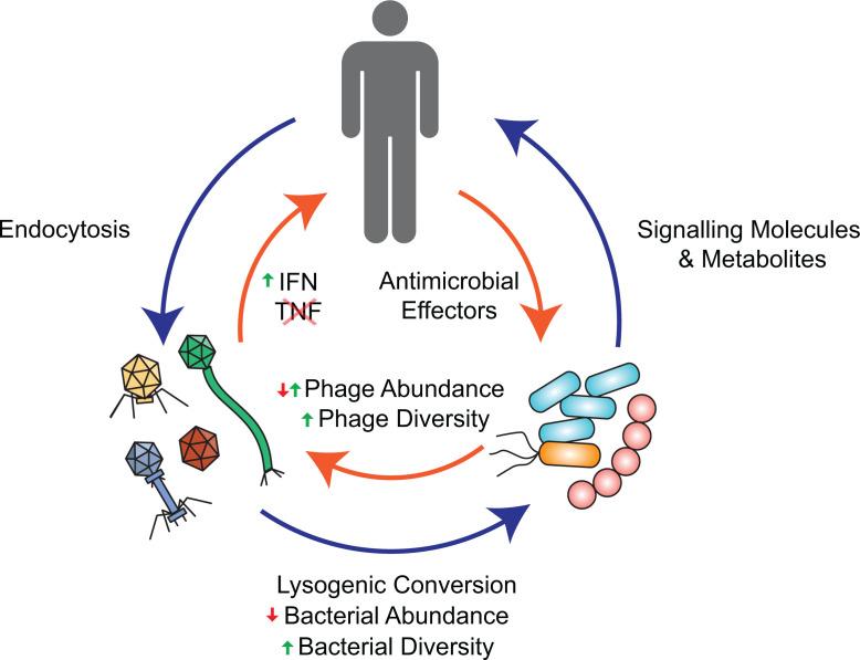 https://cdn.ncbi.nlm.nih.gov/pmc/blobs/97ed/11844821/20aeb45683e3/jb.00428-24.f002.jpg