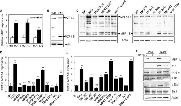 https://cdn.ncbi.nlm.nih.gov/pmc/blobs/97ef/8758531/e5a204892f59/nihms-1752909-f0004.jpg