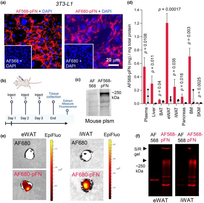 https://cdn.ncbi.nlm.nih.gov/pmc/blobs/97f3/11272447/1856e54590d2/PHY2-12-e16152-g003.jpg
