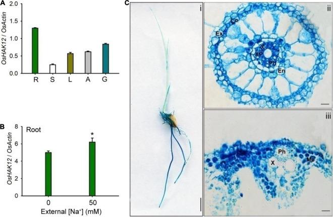 https://cdn.ncbi.nlm.nih.gov/pmc/blobs/97f4/8688356/f9e7782e5d69/fpls-12-771746-g002.jpg