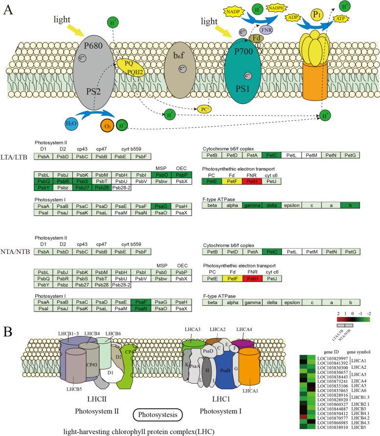 https://cdn.ncbi.nlm.nih.gov/pmc/blobs/97f5/8477495/8f3c1e72cf09/12870_2021_3218_Fig10_HTML.jpg