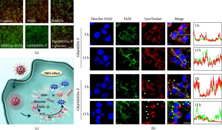 https://cdn.ncbi.nlm.nih.gov/pmc/blobs/97f9/11014676/126e78594f07/9760398.fig.004.jpg