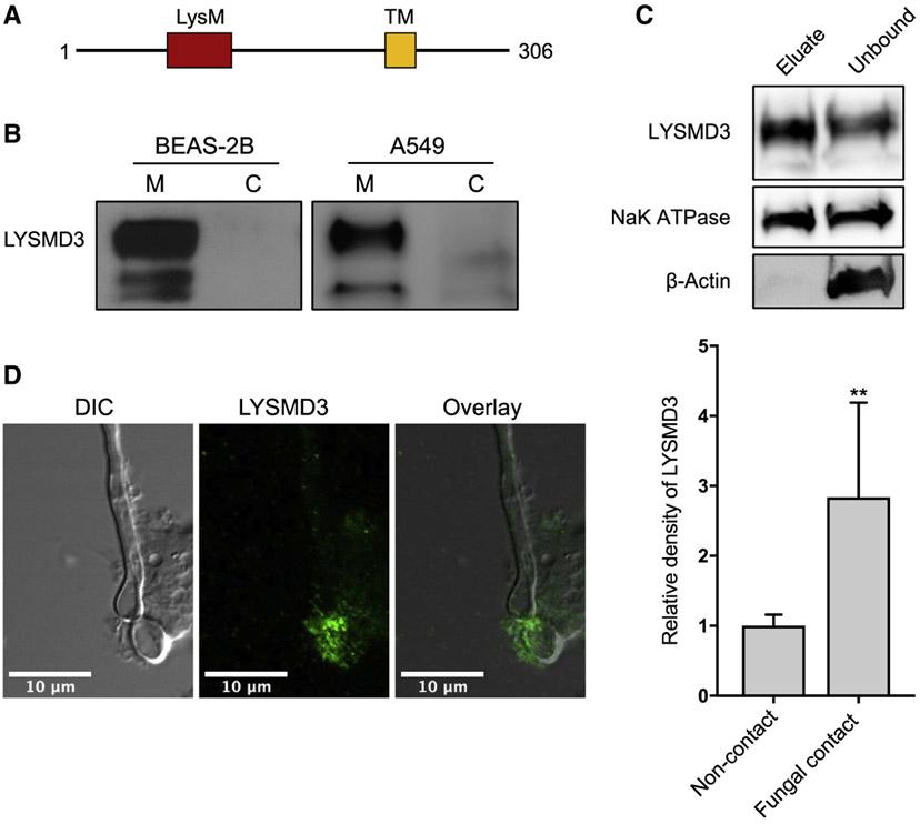 https://cdn.ncbi.nlm.nih.gov/pmc/blobs/97f9/8344708/df7c6fce3ab1/nihms-1726835-f0002.jpg