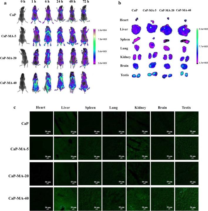 https://cdn.ncbi.nlm.nih.gov/pmc/blobs/97fc/6995230/f9840256d319/12951_2020_582_Fig6_HTML.jpg