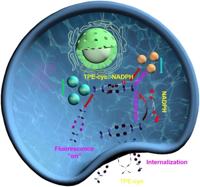 https://cdn.ncbi.nlm.nih.gov/pmc/blobs/9805/8727463/08e14c43177e/fchem-09-817720-g005.jpg