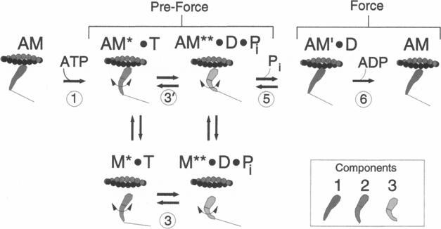 https://cdn.ncbi.nlm.nih.gov/pmc/blobs/980f/1236236/2eb7441184e7/biophysj00059-0185-a.jpg