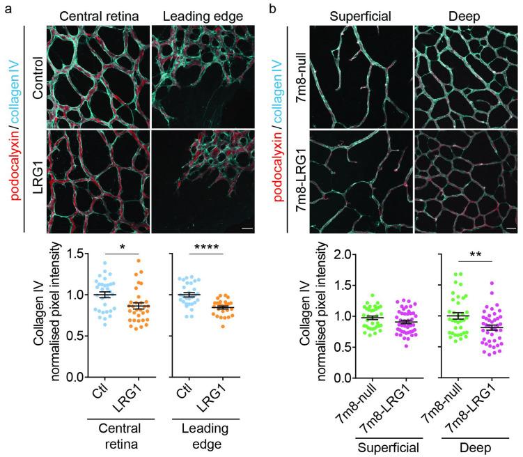 https://cdn.ncbi.nlm.nih.gov/pmc/blobs/9810/12026257/675c5114bca2/cells-14-00593-g003.jpg