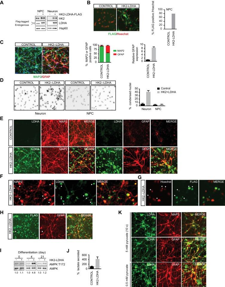 https://cdn.ncbi.nlm.nih.gov/pmc/blobs/9810/4963198/6011ffd3fd9c/elife-13374-fig4.jpg