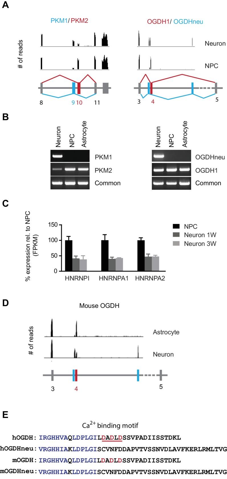 https://cdn.ncbi.nlm.nih.gov/pmc/blobs/9810/4963198/be135be4278e/elife-13374-fig2.jpg