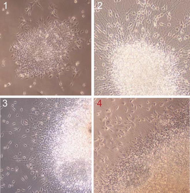 https://cdn.ncbi.nlm.nih.gov/pmc/blobs/9810/4963198/d26fe379f82f/elife-13374-fig1-figsupp2.jpg