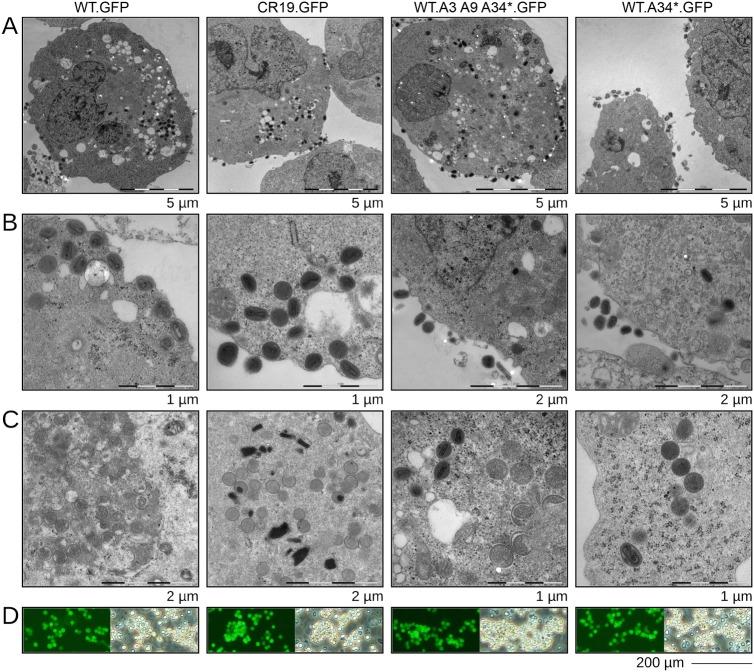 https://cdn.ncbi.nlm.nih.gov/pmc/blobs/9816/7198665/2d4c009836fd/12250_2019_176_Fig5_HTML.jpg