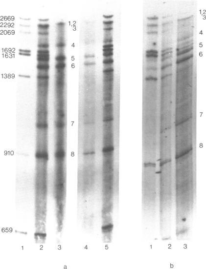 https://cdn.ncbi.nlm.nih.gov/pmc/blobs/9818/327774/81fad89091a8/nar00445-0104-a.jpg