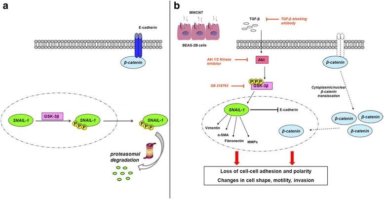 https://cdn.ncbi.nlm.nih.gov/pmc/blobs/9818/4890337/1080ccaa5513/12989_2016_138_Fig10_HTML.jpg