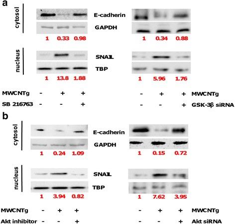 https://cdn.ncbi.nlm.nih.gov/pmc/blobs/9818/4890337/180e38152f50/12989_2016_138_Fig5_HTML.jpg