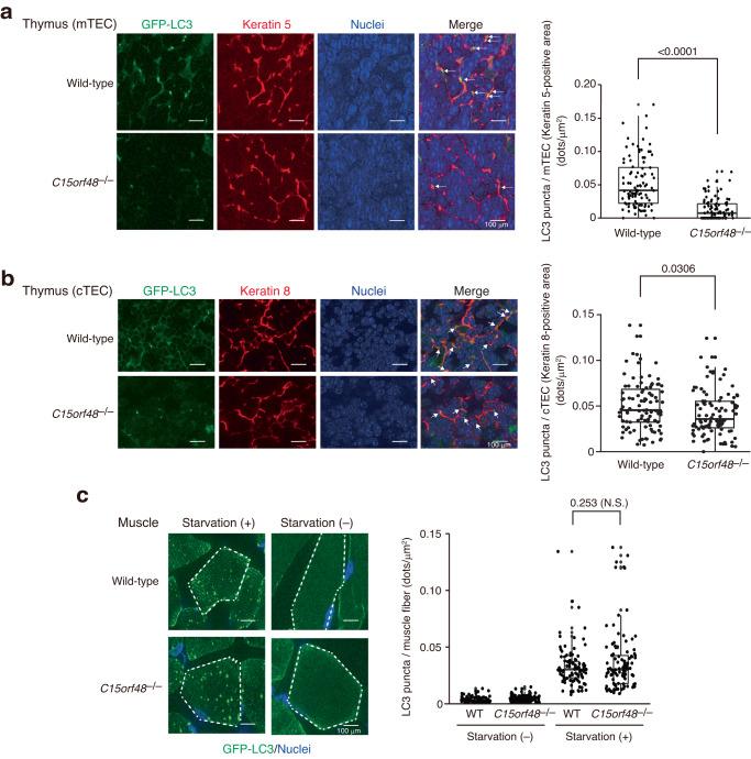 https://cdn.ncbi.nlm.nih.gov/pmc/blobs/981c/10831050/276050779811/41467_2024_45206_Fig7_HTML.jpg