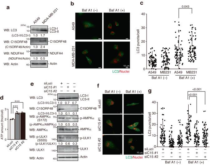 https://cdn.ncbi.nlm.nih.gov/pmc/blobs/981c/10831050/68dda2852c34/41467_2024_45206_Fig4_HTML.jpg