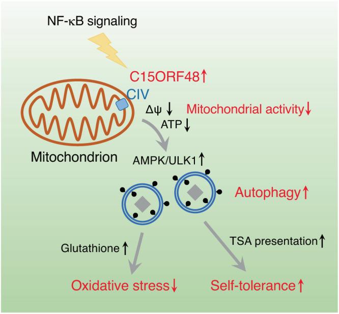 https://cdn.ncbi.nlm.nih.gov/pmc/blobs/981c/10831050/c3e74d116df6/41467_2024_45206_Fig10_HTML.jpg