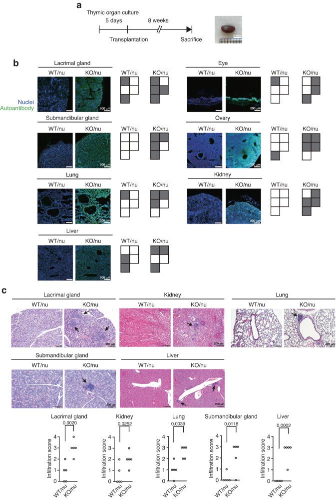 https://cdn.ncbi.nlm.nih.gov/pmc/blobs/981c/10831050/e6f2fc93e340/41467_2024_45206_Fig9_HTML.jpg
