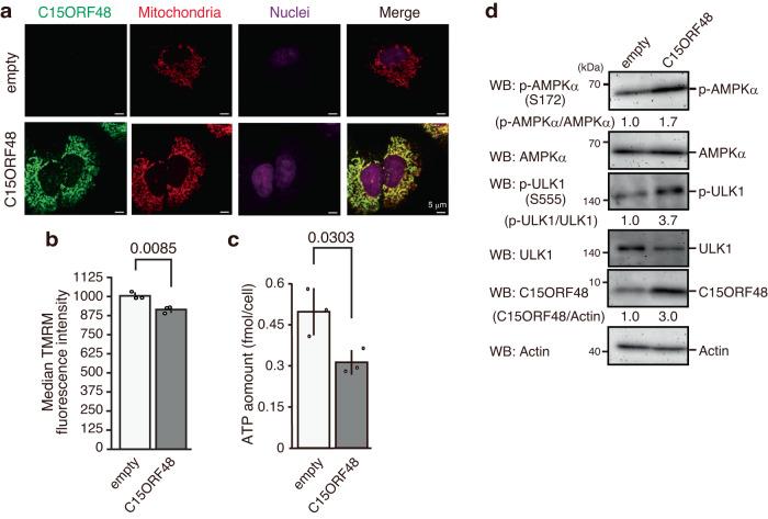 https://cdn.ncbi.nlm.nih.gov/pmc/blobs/981c/10831050/f68652809f31/41467_2024_45206_Fig1_HTML.jpg