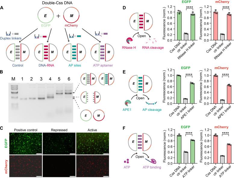 https://cdn.ncbi.nlm.nih.gov/pmc/blobs/981d/12083533/6920dd91943b/sciadv.adv3396-f4.jpg