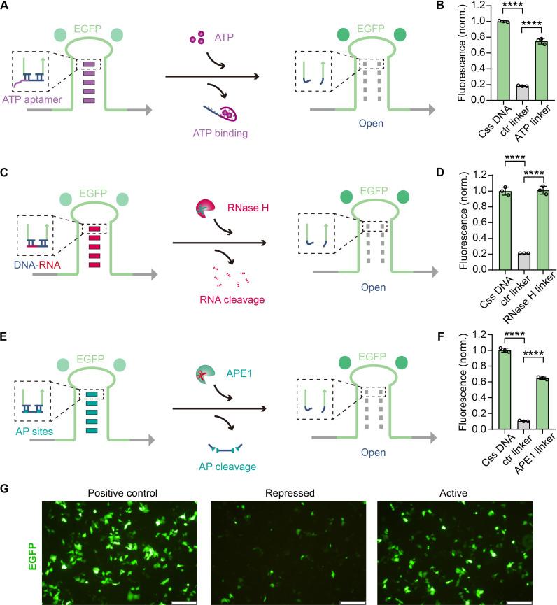 https://cdn.ncbi.nlm.nih.gov/pmc/blobs/981d/12083533/7467a6c236f7/sciadv.adv3396-f3.jpg