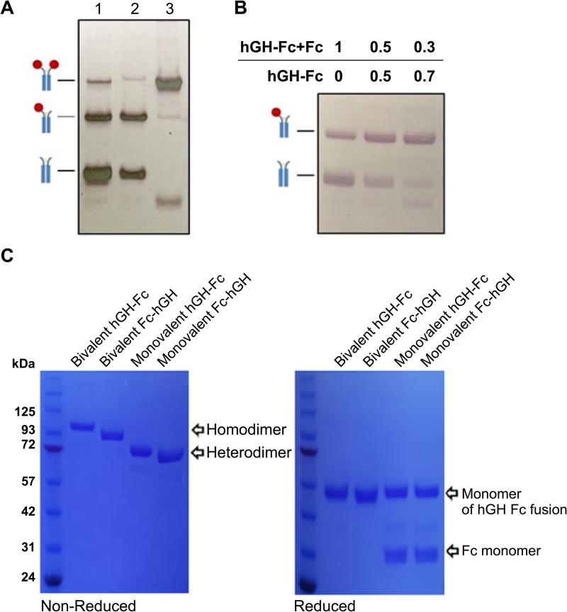 https://cdn.ncbi.nlm.nih.gov/pmc/blobs/981e/12080763/28b3058a77dd/pone.0323791.g002.jpg
