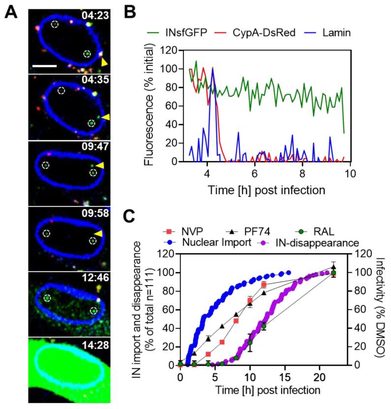 https://cdn.ncbi.nlm.nih.gov/pmc/blobs/981f/7693591/9f77053f83f3/viruses-12-01234-g001.jpg