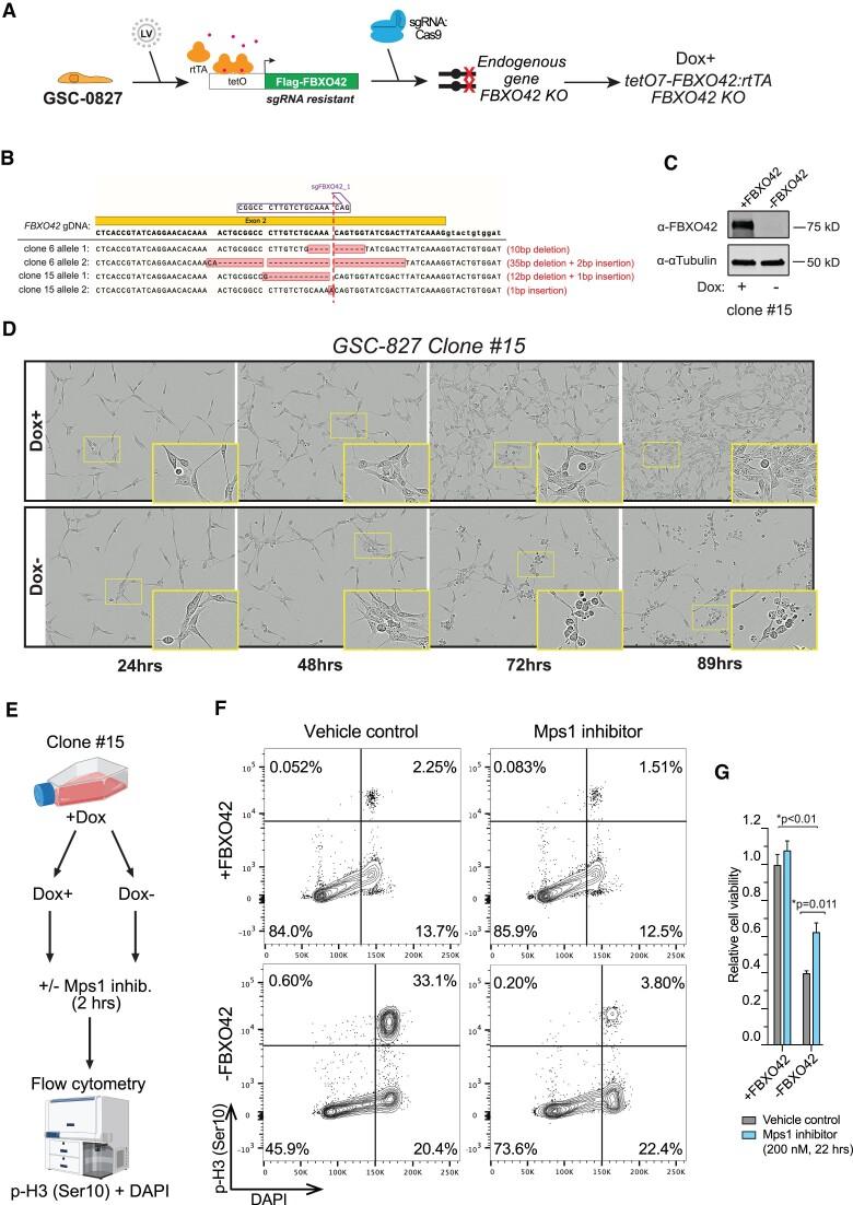 https://cdn.ncbi.nlm.nih.gov/pmc/blobs/9822/11106029/f05bb4282573/zcae021fig4.jpg