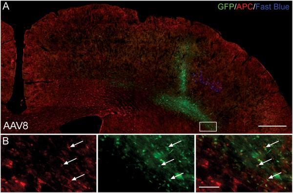https://cdn.ncbi.nlm.nih.gov/pmc/blobs/9822/3160493/286e09dfd64b/ukmss-34441-f0009.jpg