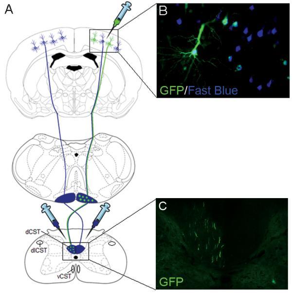 https://cdn.ncbi.nlm.nih.gov/pmc/blobs/9822/3160493/61fc8644b3a6/ukmss-34441-f0001.jpg