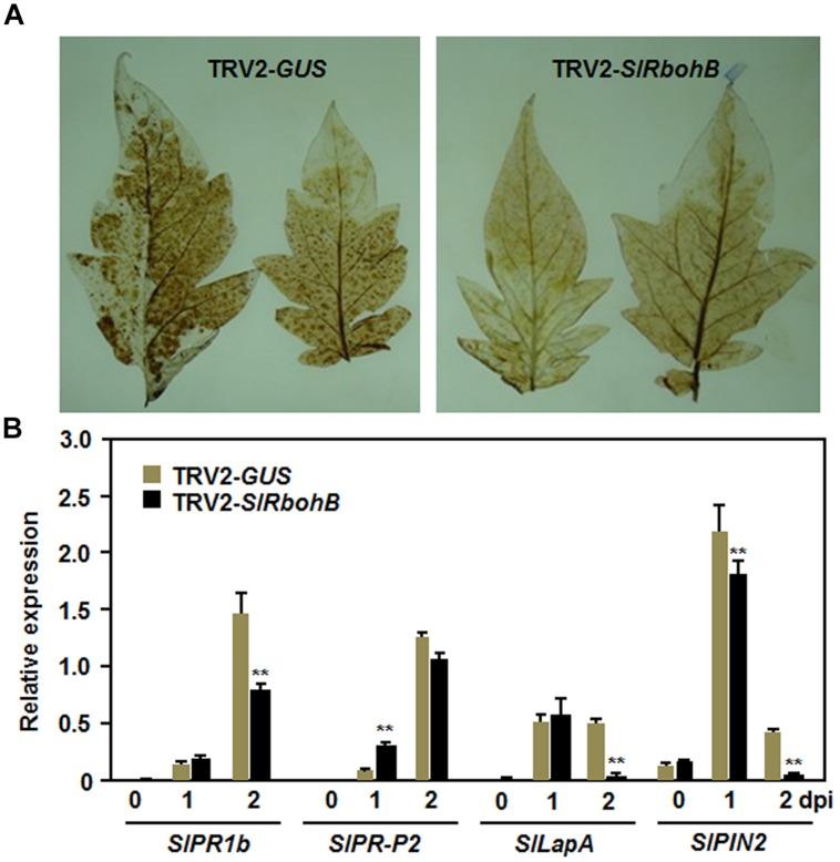 https://cdn.ncbi.nlm.nih.gov/pmc/blobs/9824/4477072/3afaec229c8e/fpls-06-00463-g006.jpg