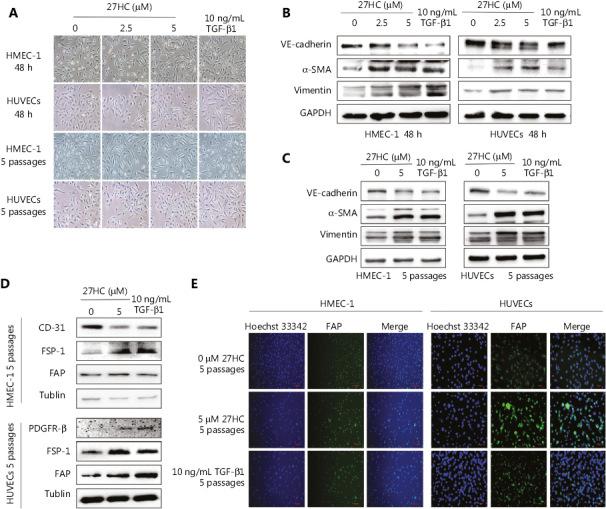 https://cdn.ncbi.nlm.nih.gov/pmc/blobs/9825/7142833/647174fc7262/cbm-17-088-g001.jpg