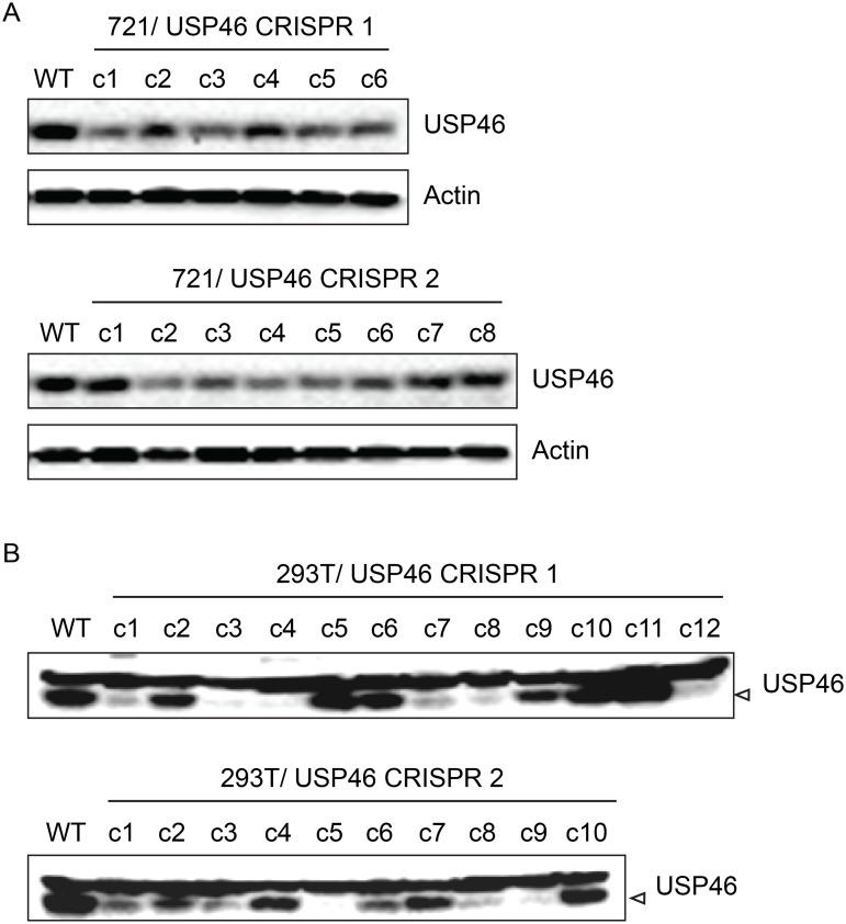 https://cdn.ncbi.nlm.nih.gov/pmc/blobs/9827/4391933/0e326e46b265/ppat.1004822.g011.jpg